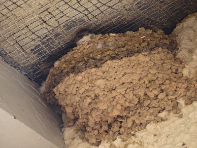 The layers in this part-completed nest suggest that suitable mud was available only intermittently. © David Thelwell