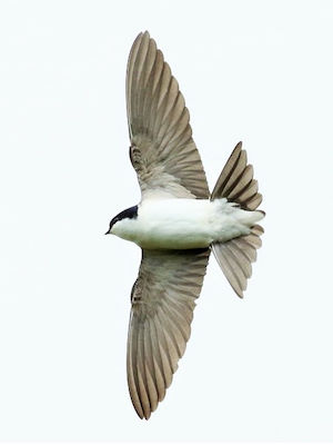 Their underside is white, with no breastband or dark throat. © lan Lewis
